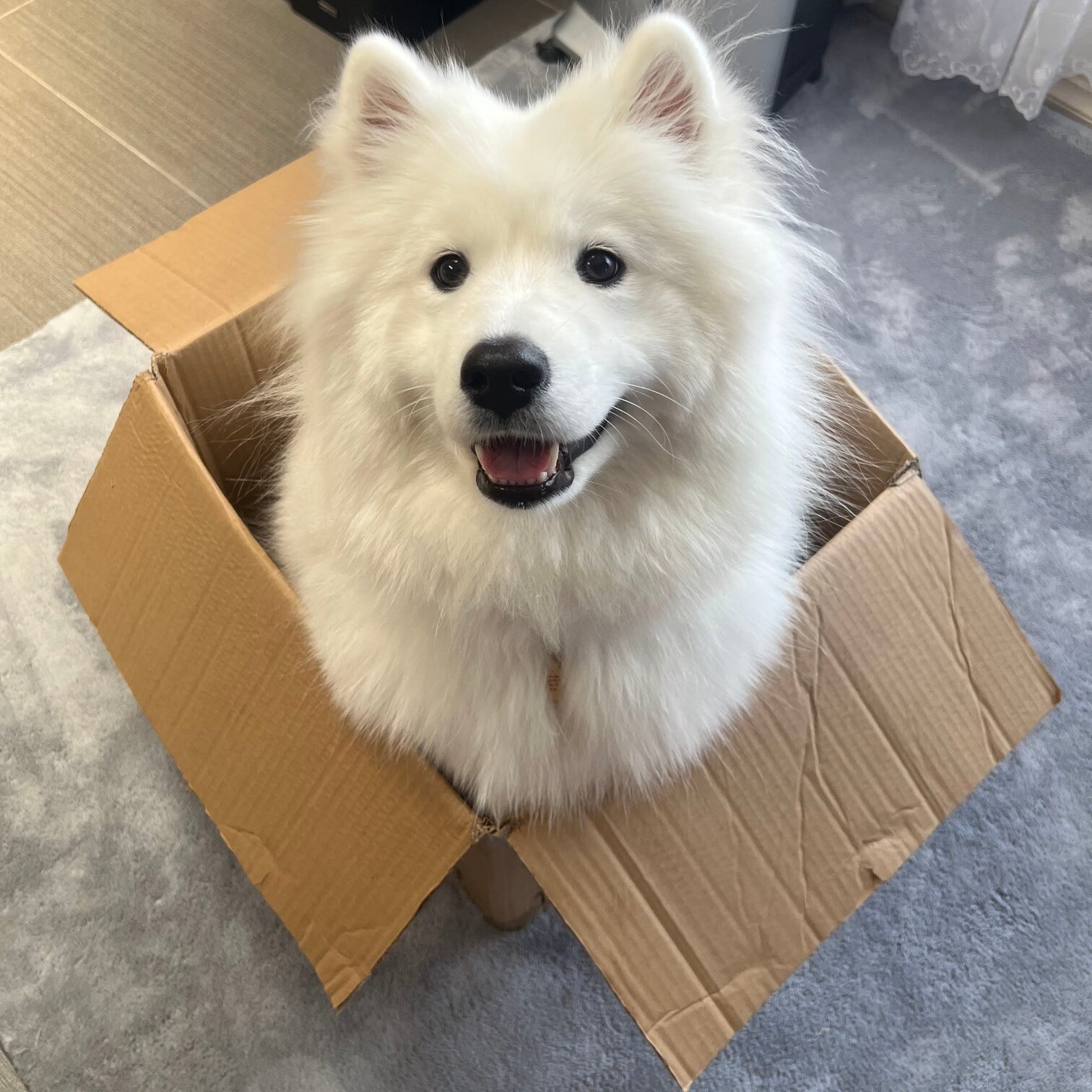 Image of dog in cardboard box